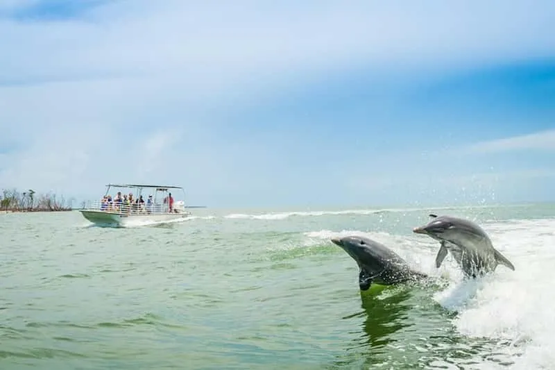Marco Island Dolphin-Watching Tour from Goodland