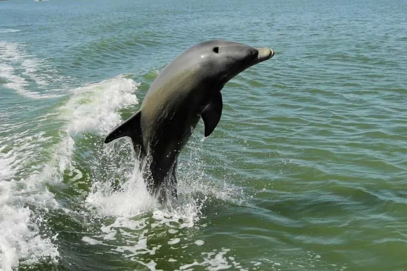A naturalist boat with dolphins and coastal birds on a Marco Island sunset cruise, dolphin and birding tour, Florida